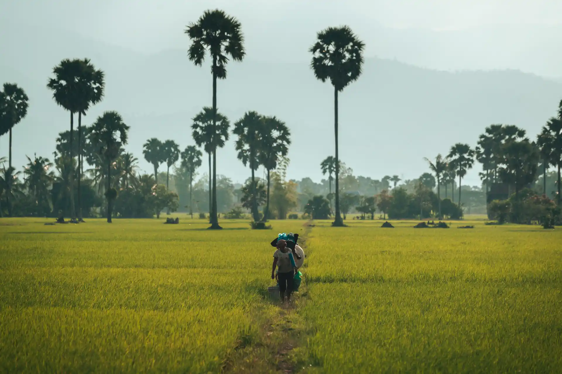 Luis Gómez - Documentary photographer - Rice fields